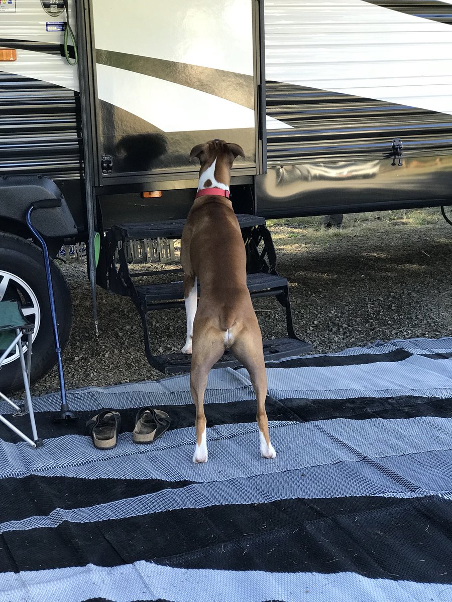 I smell bacon... Let me in Dad!! #bromocrew #boxerlife