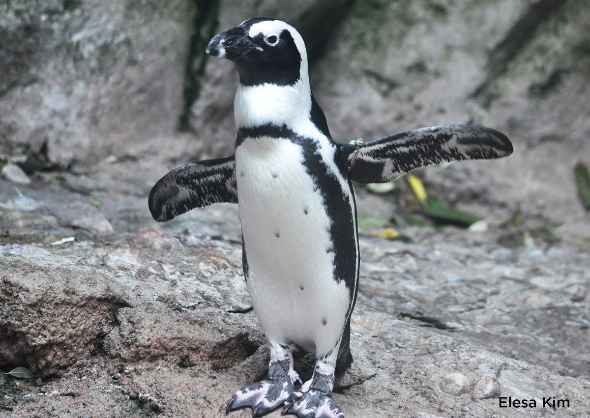 Seneca Park Zoo ( SenecaParkZoo) Twitter