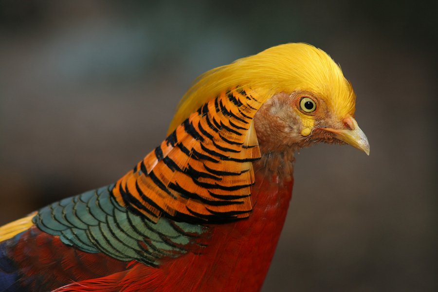 The Golden Pheasant is among the most beautiful birds in the world, but despite their bright and detailed markings, they're difficult to spot in their native habitats of China