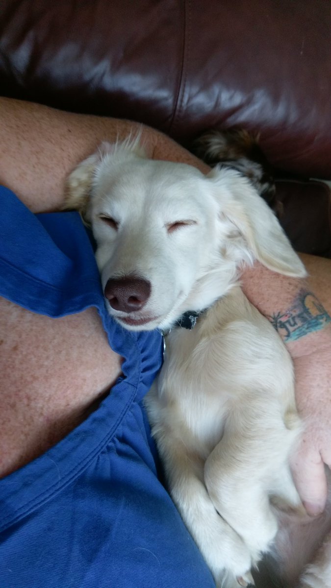 bedaggerwitch's tweet image. He is so independent it's such a treat when he wants to be held and pampered