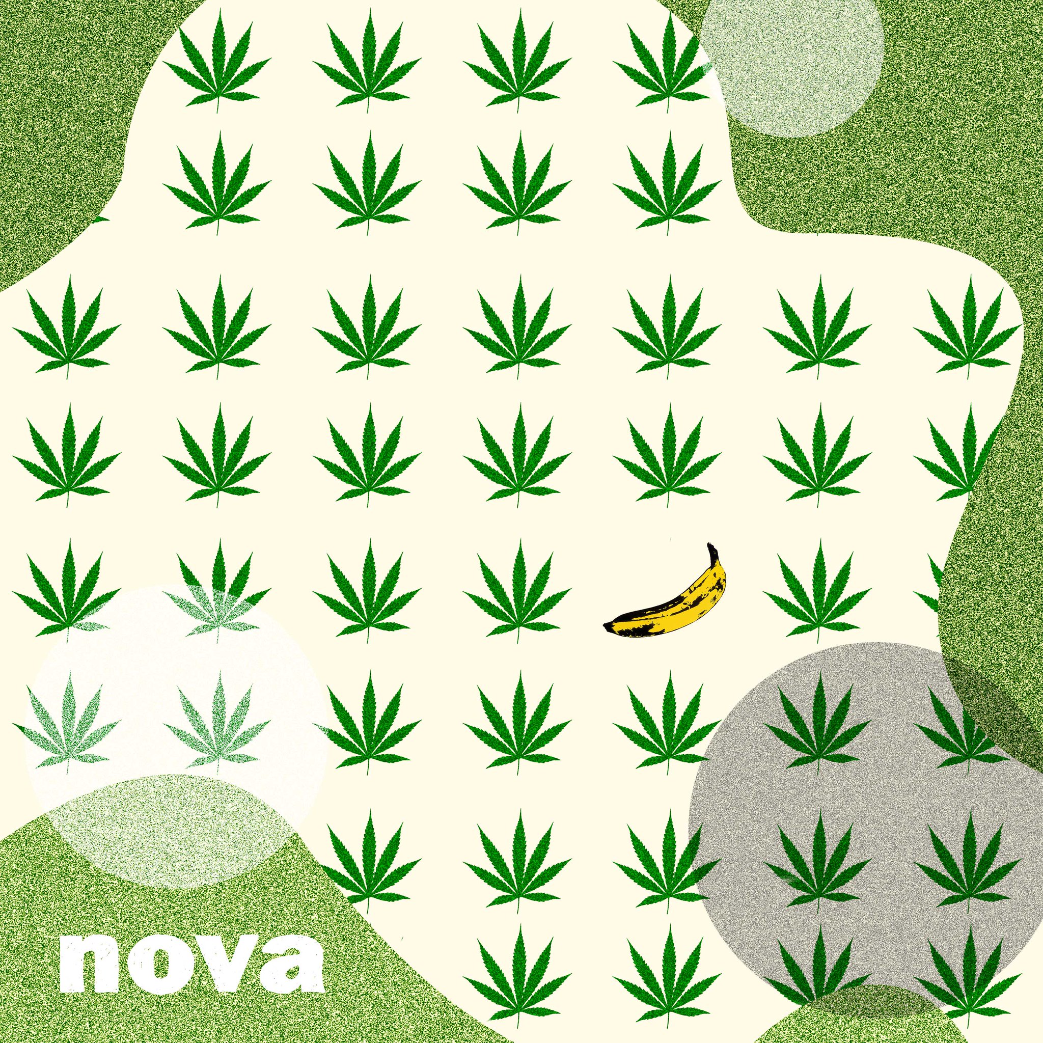 Radio Nova on Twitter "Banana Kush, le magazine des cultures du