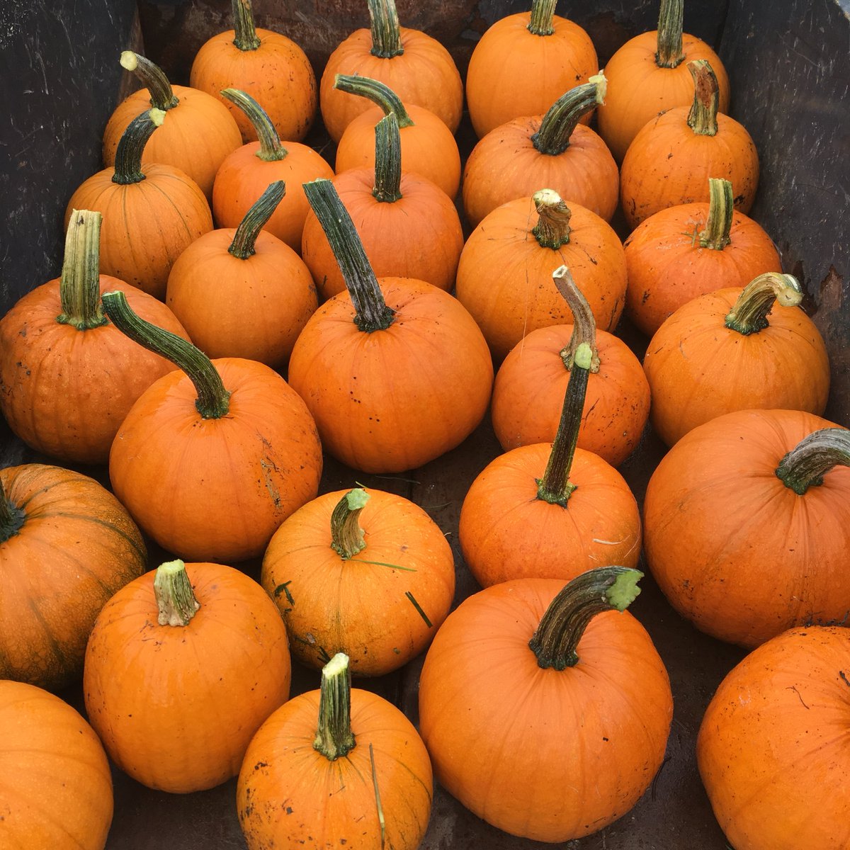 OddAlewives's tweet photo. Cooking up some pumpkin brew today from our recent harvest. #oddalewives #farmbrewery #mainebeer #pumpkin #pumkinbeer #harvestale https://t.co/1YTSvn5boN