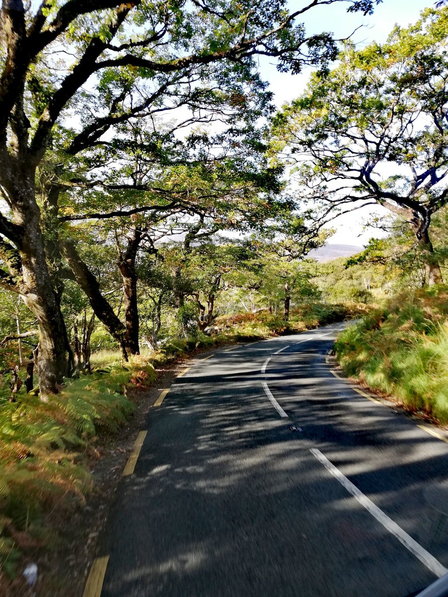 hap_healing_art's tweet photo. Some of my #views from work today, the #KillarneyNationalPark bit near the end of the #RingofKerry. Some days it's worth sitting in the front of the coach #tourguide #coachtour  #wildatlanticway  #beautifulday #indiansummer #kerry #ireland #irelandtravel #viewatwork #trees https://t.co/cSAN2PyisB
