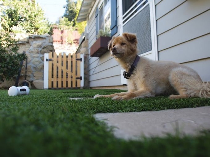 hyperstarter's tweet photo. The VARRAM Robot Keeps Your Cat or Dog in Tiptop Physical Shape https://t.co/ziVbfQ4ahf πΆ #robots #robofriends #Robotics #lovepets #dogslife https://t.co/aZAmmV0z5c