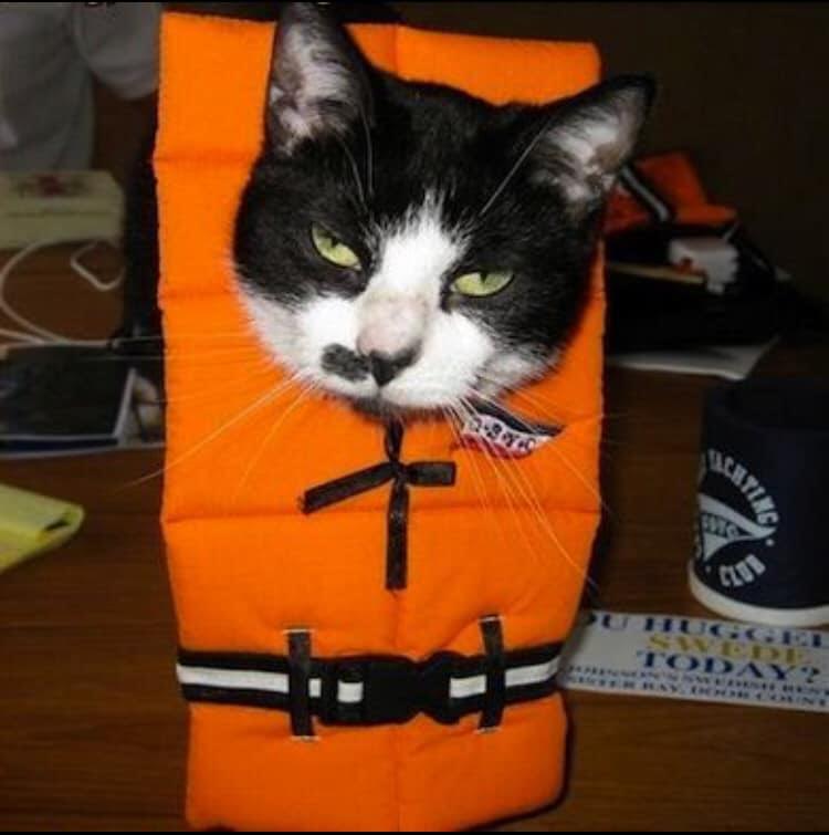 world of animals elkins park on twitter safety first cats