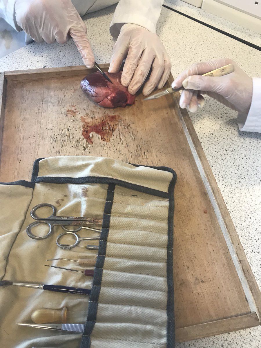 KDScience's tweet image. Year 10 carrying out their own #heartdissection #aqabiologygcse #practicalwork
