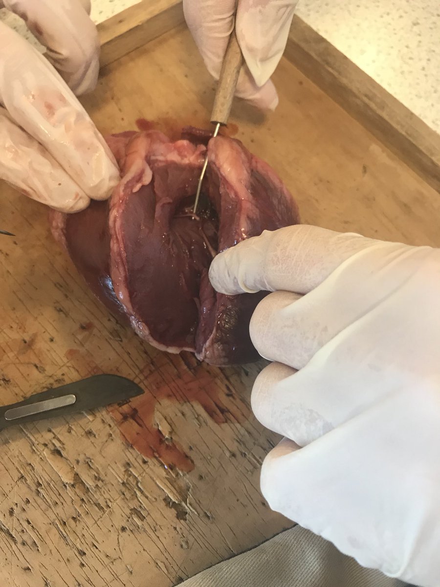 KDScience's tweet image. Year 10 carrying out their own #heartdissection #aqabiologygcse #practicalwork
