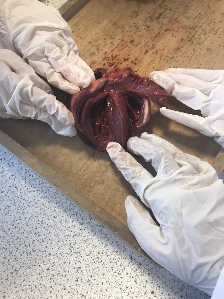 KDScience's tweet image. Year 10 carrying out their own #heartdissection #aqabiologygcse #practicalwork