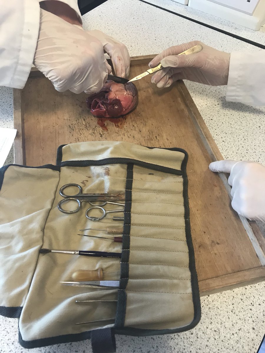 KDScience's tweet image. Year 10 carrying out their own #heartdissection #aqabiologygcse #practicalwork