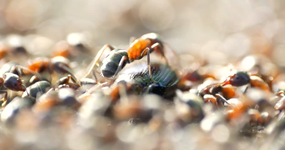 FireAntBoys's tweet photo. Rather than going down the traditional route of reproduction, some Amazonian ants have taken to reproduce via cloning. It is reported that the queen ants copy themselves to genetically produce daughters, resulting in a colony with no males.
#nature 
https://t.co/8HMwej1W2X https://t.co/EBfgkoPW3l