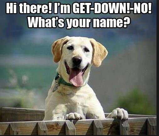 GoldretrieverUS's tweet photo. Gee--what's your name?? 😂 I remember you from Obedience Class,,,
#ObedienceFail #Goldenretrievers #RetrieverLab #DogCelebration https://t.co/rpQcaKGt3n