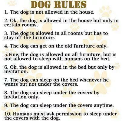 RicksDogDeli's tweet photo. Usually how it goes. Haha!

#dogboss #itstheirhouse #doglovers #puppylove #ricksdogdeli #fantasticfriday https://t.co/gFNXmbCvcR