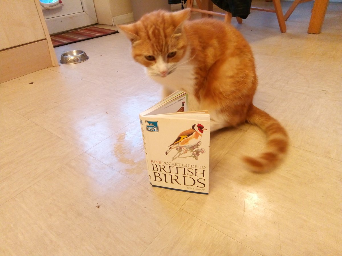 myqueueingcat's tweet image. My queueing cat is embarrassed because I caught him looking at cat porn.