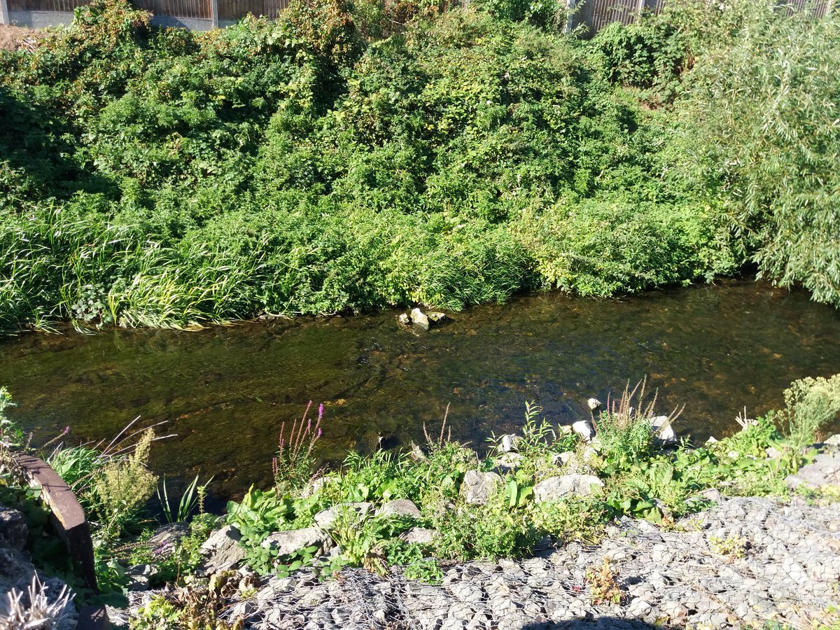 Great to see some #urban #nature bathed in #Autumn #Sunshine giving #wildlife a #home in the #city! But we need more to create good #habtatcorridors and #naturenetworks in #Lincolnshire #SincilBank #NaturesRecovery #WilderBritain #urbanwildlife #FridayFeeling @LincolnCity_FC