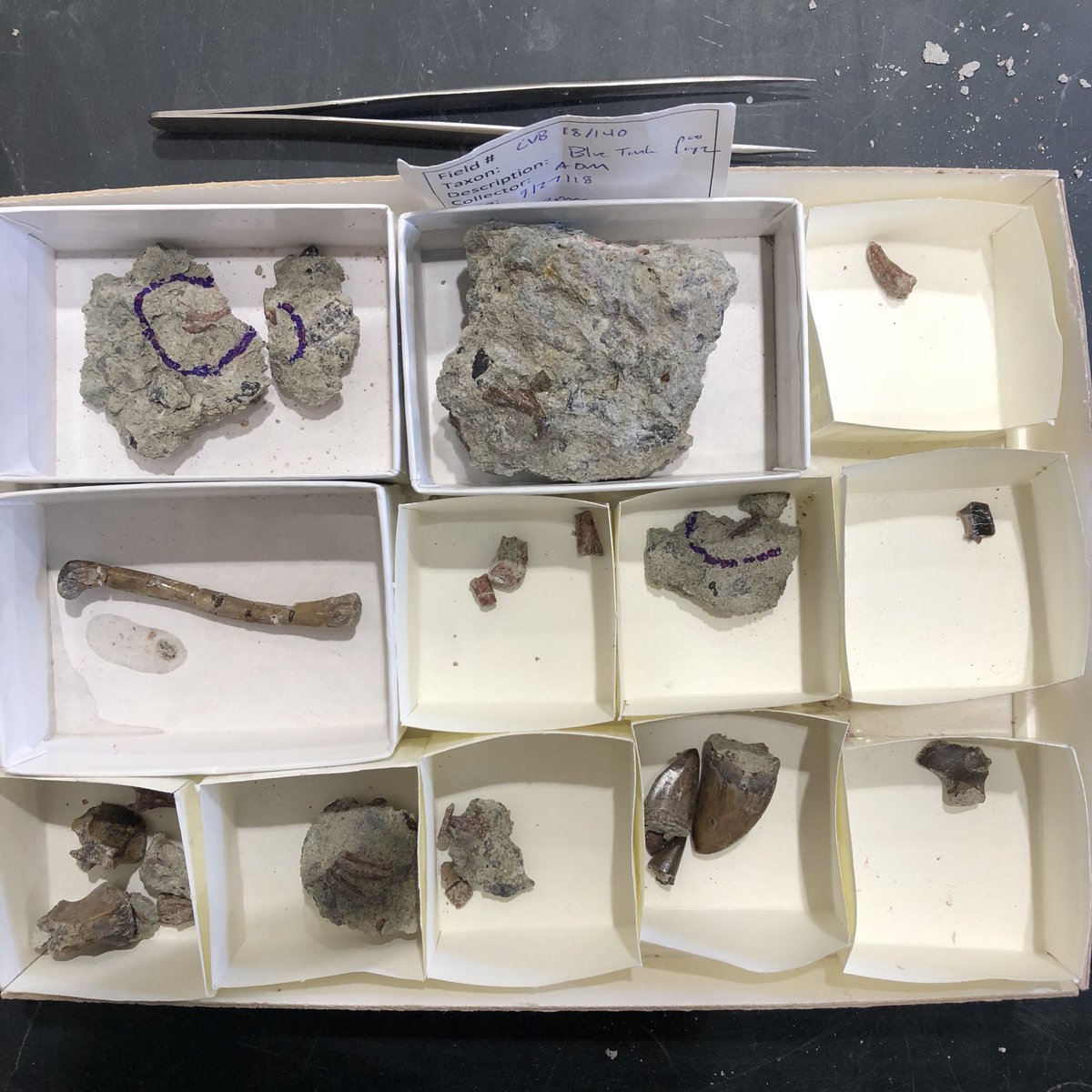 NotThatMarsh's tweet photo. Happy #fossilfriday! Here is a box of fossils I collected yesterday from a #Triassic bonebed, including a crocodylomorph femur, Acaenasuchus plates, phytosaur teeth, tiny reptile skull bones, a xenacanth shark spine, and a drepanosaur tail claw. All in a morning’s work. https://t.co/Dx63aSOIse