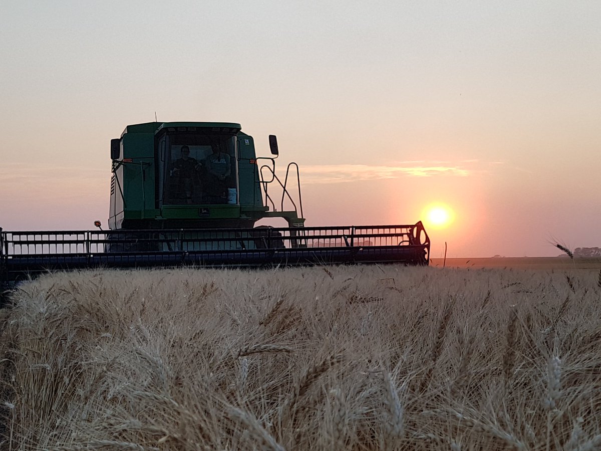 HildebrandHarv's tweet photo. After a summer of record heat and minimal rain, I'm grateful and blessed with the amazing yields!! #Harvest2018 https://t.co/8tMDqttjJl
