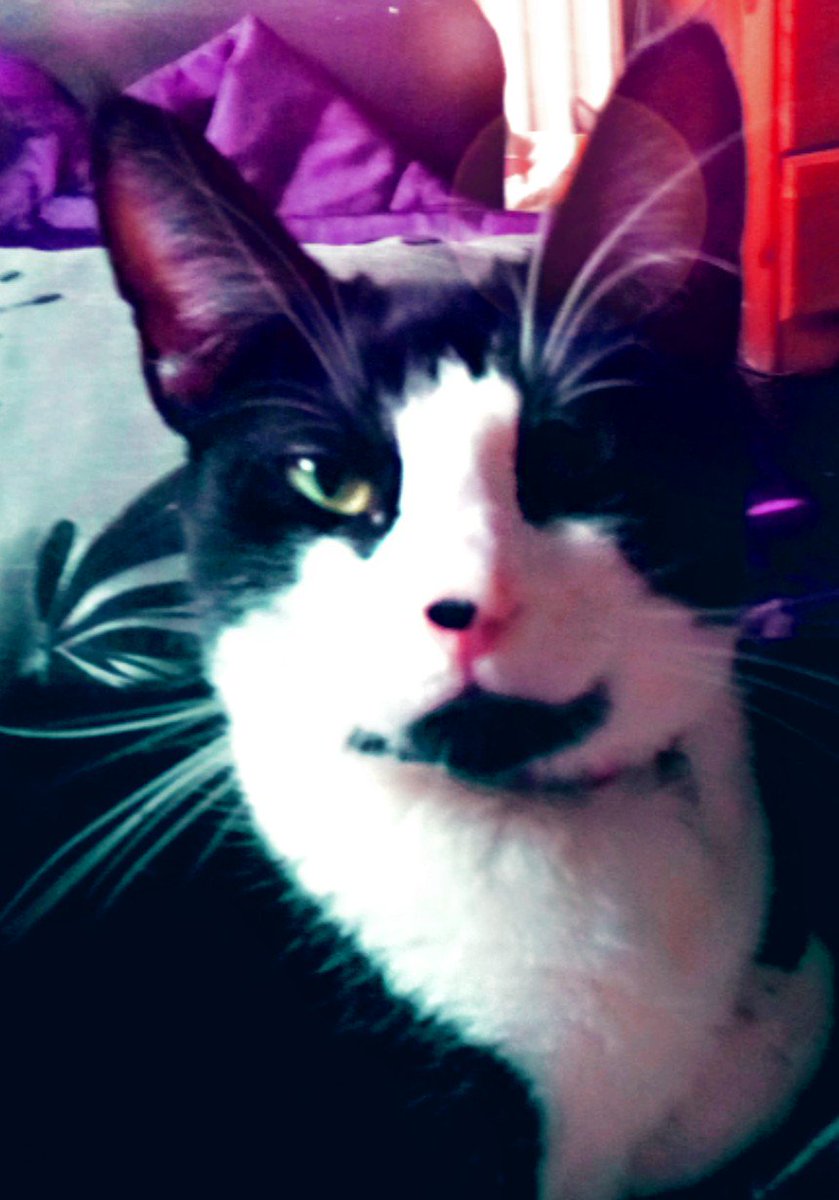 Our gawjuss lil purdy cat Gem Gems💕 <a href="/90sproboxer/">Mark Owens</a> 💜💖💜