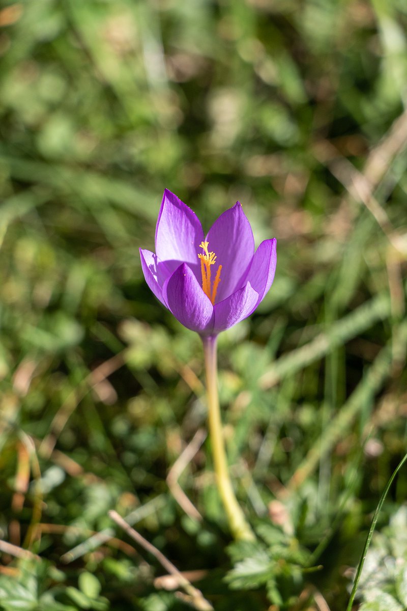 FlorsxR's tweet photo. A la tardor quan passegem pel bosc podem observar el #safràbord o #safranó,  és temps de trobar-lo amb flor https://t.co/T8riNMyVUh