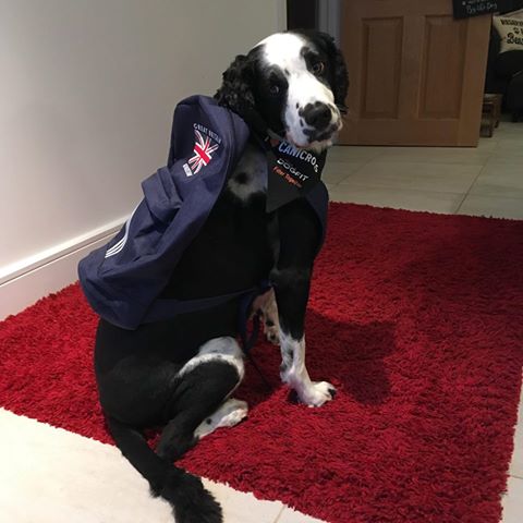 dogfituk's tweet photo. Looks like Benny is all ready to get packed and ready for the #ICF2018 World Championships in Poland next week, where he and Georgie Lambert are representing GB in #canicross. 
It all started with a taster session at #DogFit too! We're so excited for them! https://t.co/yGfxUVXxjH