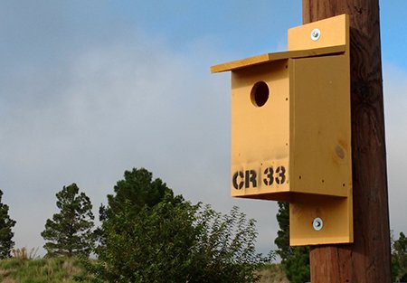 drkgkttu's tweet photo. Dr. Griffis-Kyle, Undergrad Jake Doskocil, and The #RawlsCourse at TTU expand opportunities for avian predators on the course by installing owl and kestrel nest boxes. @therawlscourse @Troon https://t.co/eyiSyerZ8k