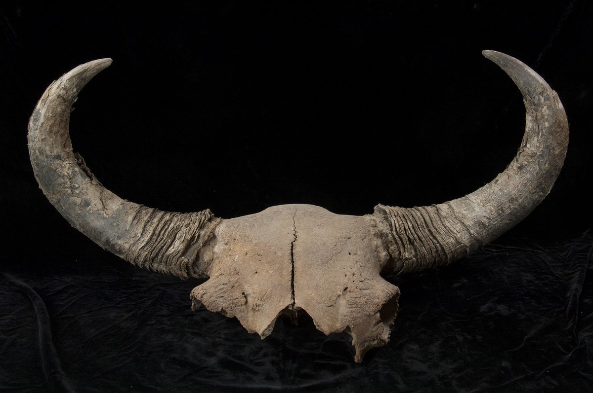 Venez découvrir le patrimoine yukonnais!
Les collections de fossiles et d’artéfacts du #Yukon sont visibles aujourd’hui de 
13 h à 16 h. bit.ly/2MJ63Fs #fetedelaculture  #fossilfriday