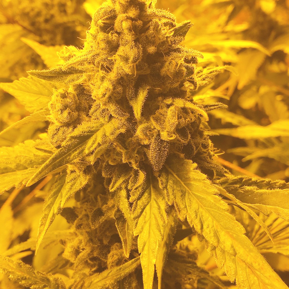 cbdathca's tweet photo. #btcthcusa #weed #thc #cryptoweed #extacts #shatter #co2 #oil #rso #rsooil #wax #vape #vapeweed #vapethc #liverosin #buythc #thcoil #thcoilcartridge #distillate #purethc #clearthc #clearthcdistillate #vapecartridge  #buyvapecarts #marijuana  #cannabis https://t.co/vLfrvmqXuG