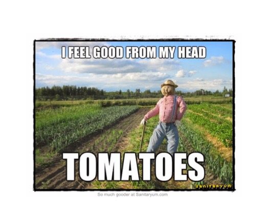 farmgardenbee's tweet photo. Are you feeling good this Friday? https://t.co/epE2B6GXco