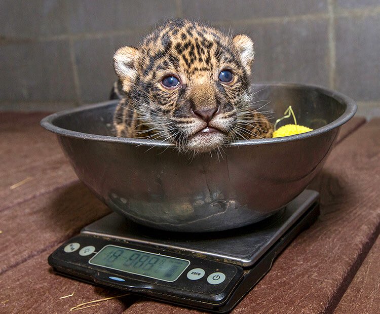 Here’s how you weigh a baby jaguar.(:  @sandiegozoo)