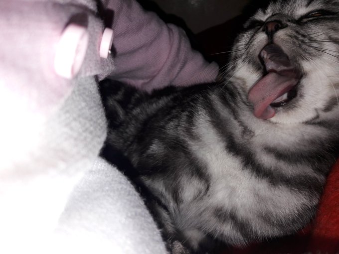 😼 https://t.co/Xj31xHMlUp