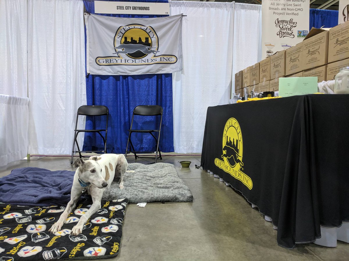 steelcitygreys's tweet photo. The #GreatRace expo is now open and #houndvol Sophie is ready to dispense race and recovery advice. Find us after from @fleetfeetpgh and between Jenny Swirl Bread and Cystic Fibrosis Foundation. #45mphcouchpotatoes #runforareason https://t.co/TYS26pZRHD