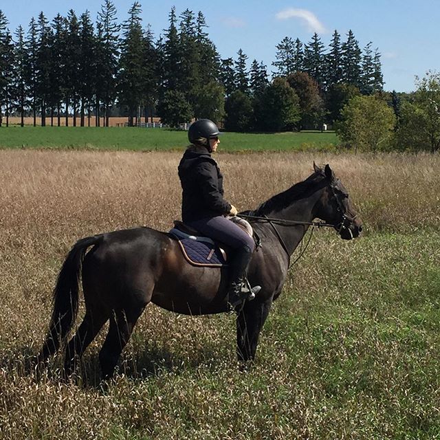 tdotequestrian's tweet photo. Toronto Equestrian is pleased to announce that pre-registration for our lesson program is now open! Lessons commence on Tuesday, October 9th. Visit https://t.co/BIst5FFJJq for more info, and email torontoequestrian@gmail.com to reserve your ride times. Can't wait to see you here! https://t.co/lYODMzAXAf