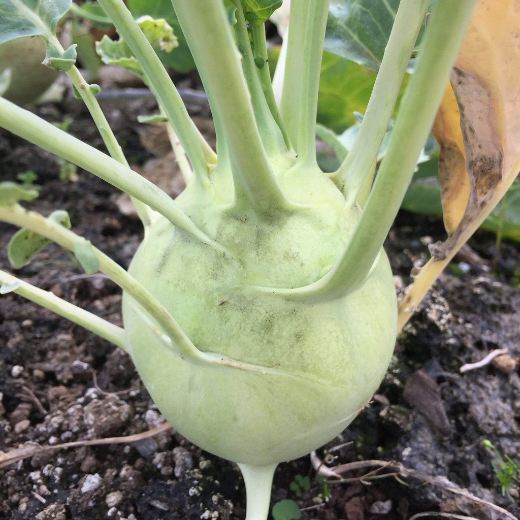 Kohlrabi is just plain cool. Looks like a little landmine growing in your garden. Disarm and eat!  

#growoya #groweasy #oya #olla