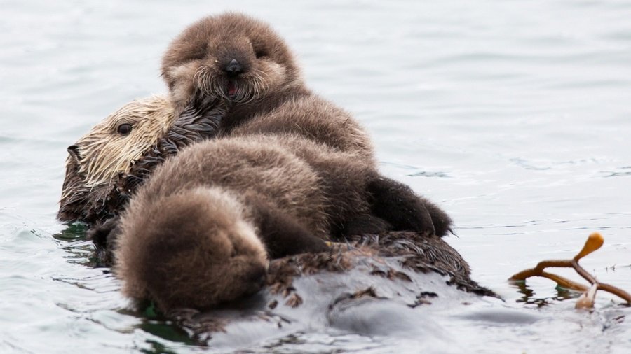 The biggest threat to sea otters is oil spills. Unlike other marine mammals, sea otters rely on fur & not blubber to keep them warm. Fur soaked with oil loses its ability to retain air, & the cool water causes them to quickly die from hypothermia.