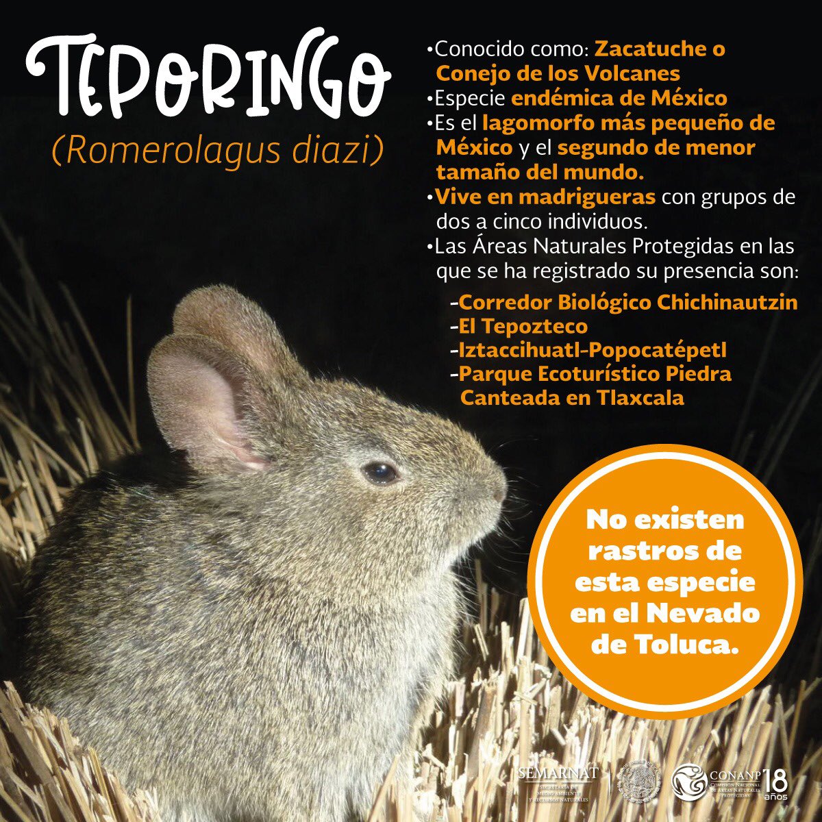 ALEJANDRO DEL MAZO Twitterren "El Teporingo (Romerolagus