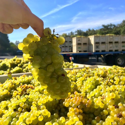Just look at these gorgeous Chardonnay clusters from Huichica Hills Vineyard in Carneros. Our first vineyard designate bottling from this amazing site was shipped out to wine club members this month! #napaharvest