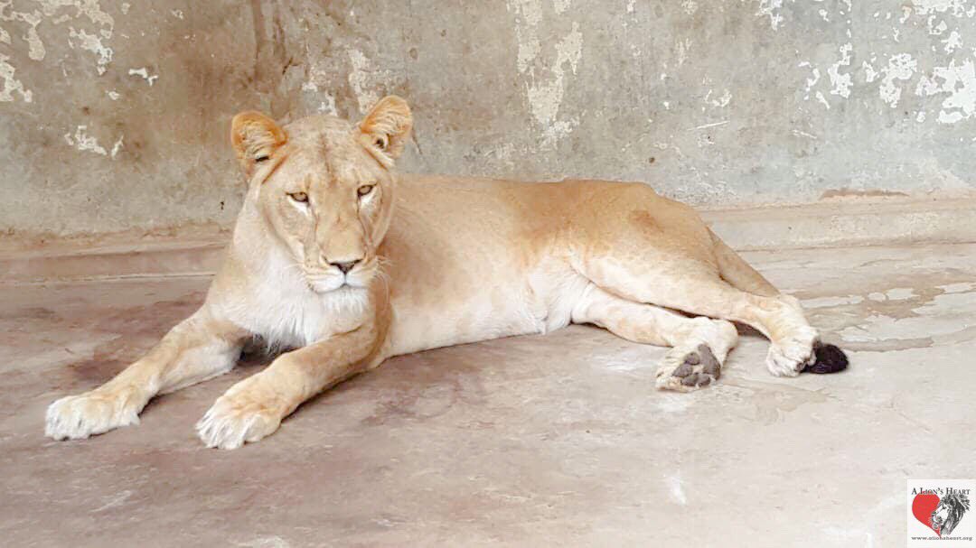 alionsheart1's tweet photo. Beautiful girl! ❤️ https://t.co/oCIQpQSsxA Please help us continue to provide and care for the almost 300 residents trapped in Taiz zoo. #taizzoo #yemen #taiz #taizlions #lions #bigcats #animalwelfare #nonprofit #alionsheart #savetaiz https://t.co/ZrBvVEL1Xd