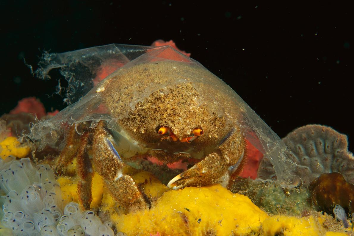 TickTock_World's tweet photo. A tiny 🦀 amongst #plasticpollution in Peru. Some crabs have begun to use #singleuseplastic wrappers as camouflage, adapting to the plastic surroundings we're suffocating in. 🤯 Click this link 👉https://t.co/u5FpiGRESJ to learn more 📸: Ernesto Benavides https://t.co/60aBHjFhcI