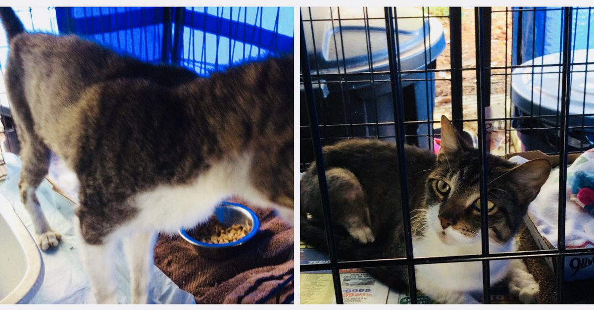 causeforpawsfl's tweet photo. Now they just show up at our doors on their own- begging for care.  This poor skinny guy almost knocked down our door during feeding #SecondChance #CutePetsClub #CutePets #CuteCat #CuteKitty #CatOfTheDay #RescuedIsMyFavoriteBreed #BeTheirVoice #NetworkingSavesLives #WhoSavedWho https://t.co/V6nZwpaWGo