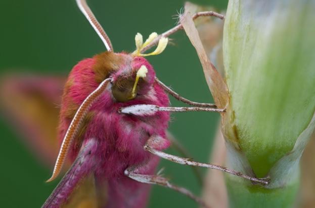WildlifeMag's tweet photo. The secret nightlife and ecological role of moths

New research reveals that we have been underestimating the importance of moths as pollinators: https://t.co/eqkQJGwOVT
📷 John Bebbington https://t.co/KFlrjj91si