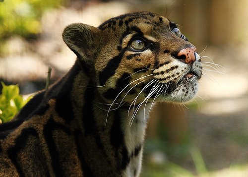 WCSNewsroom's tweet photo. A WCS Coauthored Paper: Assessing The Spatiotemporal Interactions of #Mesopredators in Sumatra’s Tropical Rainforest, in PLOS One: https://t.co/duqoAx7tex - @WCS_ID @MattLinkie #SumatranCats #SpatialOverlap #PreditorPrey #Indonesia https://t.co/3ilzj4TwSh