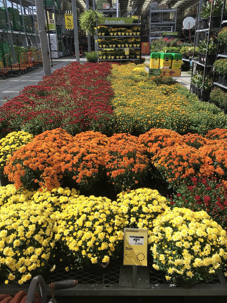 vwiAsheville's tweet photo. Clear skys and plenty of #mums and #fallcolor at #HD702 in Kingsport Tn. @jaybisping @VWIGreenhouse @Jaydeckard @BryanhunterHall @CindieTipton1 https://t.co/6CA9bxALdR