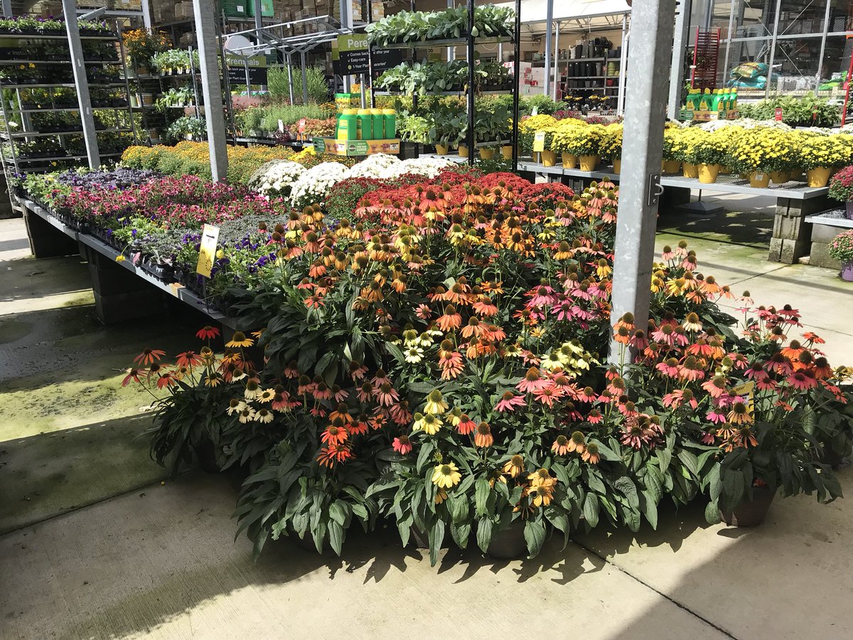 vwiAsheville's tweet photo. Clear skys and plenty of #mums and #fallcolor at #HD702 in Kingsport Tn. @jaybisping @VWIGreenhouse @Jaydeckard @BryanhunterHall @CindieTipton1 https://t.co/6CA9bxALdR