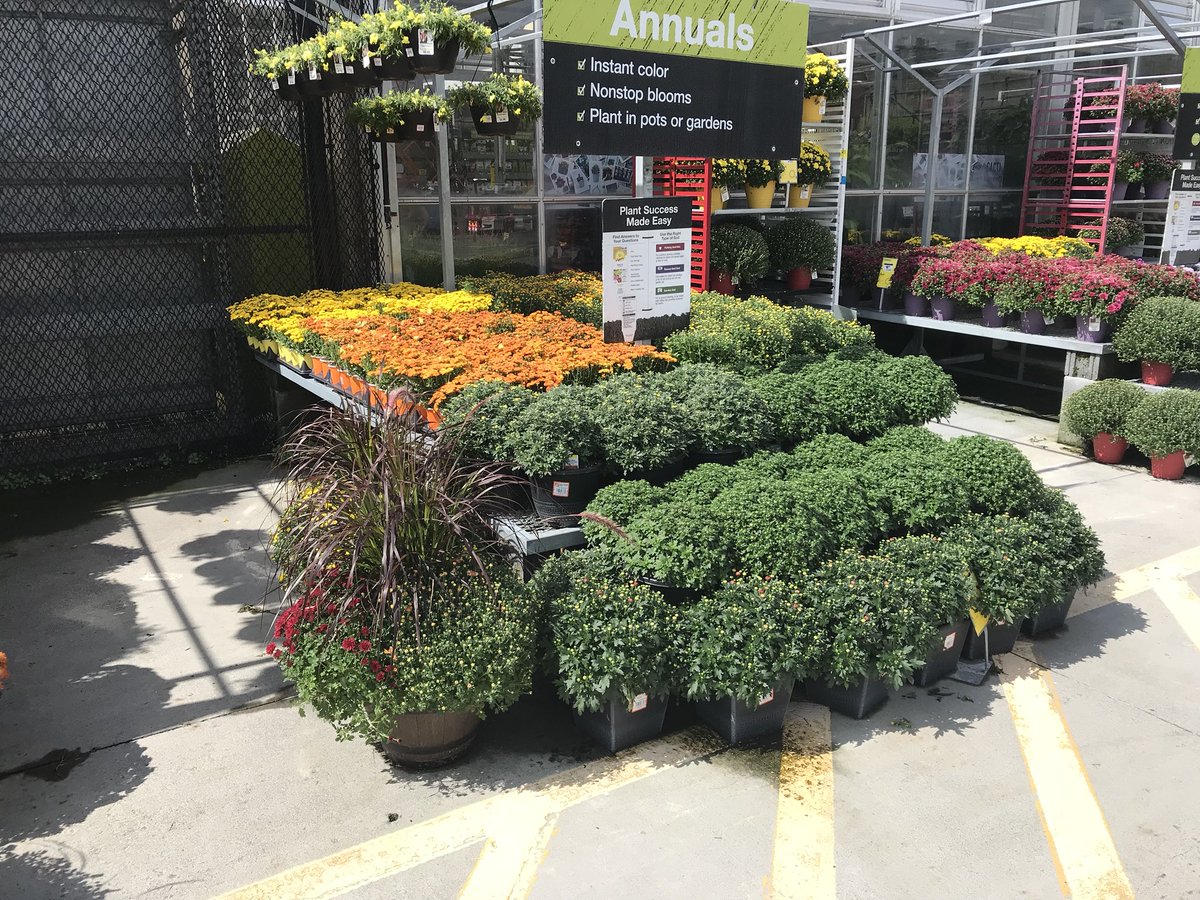 vwiAsheville's tweet photo. Clear skys and plenty of #mums and #fallcolor at #HD702 in Kingsport Tn. @jaybisping @VWIGreenhouse @Jaydeckard @BryanhunterHall @CindieTipton1 https://t.co/6CA9bxALdR