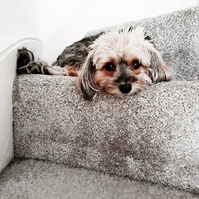 MyNameYuffie's tweet photo. You know you old, when Friday night you curl up in fluffy ball at top of fluffy stairs. We all been there right?

#pets #dogsofinstagram #fluffy #petsofinstagram #yorkiepoo #poodle #yorkiesofinstagram #yorkie #poodlesofinstagram #friday #dogoftheday #cute https://t.co/xyBmGj263I https://t.co/EONd7R1zha