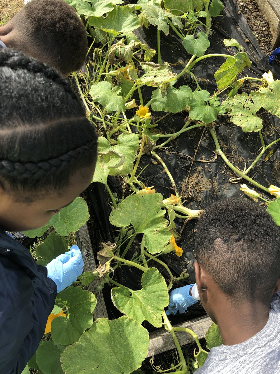nlattimore's tweet photo. What a day to show #intitiative. @capitolheightse students spruce up our garden. #corevalue @CEValues https://t.co/XWgR5su3wE