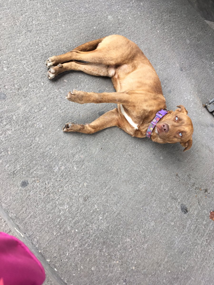 Hilda65's tweet photo. Amiguitos este perrito se encuentra en metro nopalera dirección mixcoac línea 12 del metro al parecer está perdido trae un collar de huellitas por favor rt! https://t.co/uvANQhALuE