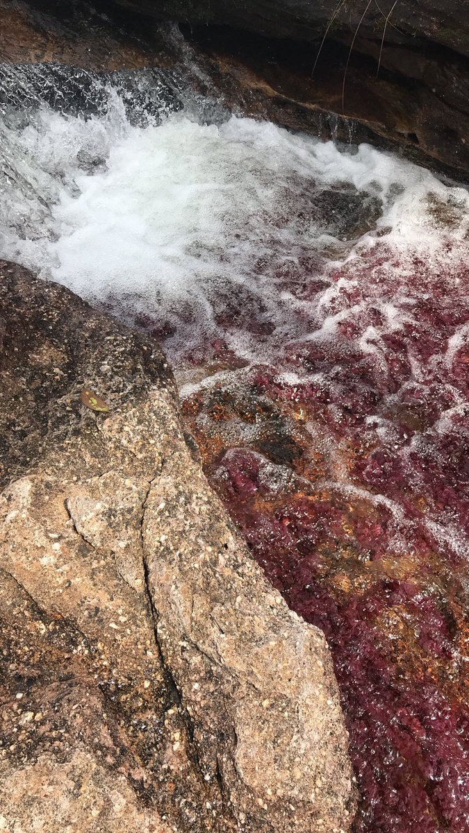 Sandra_R7's tweet photo. En el río más lindo del mundo! 🤩 #CañoCristales #Colombia https://t.co/FPgTvalSSu
