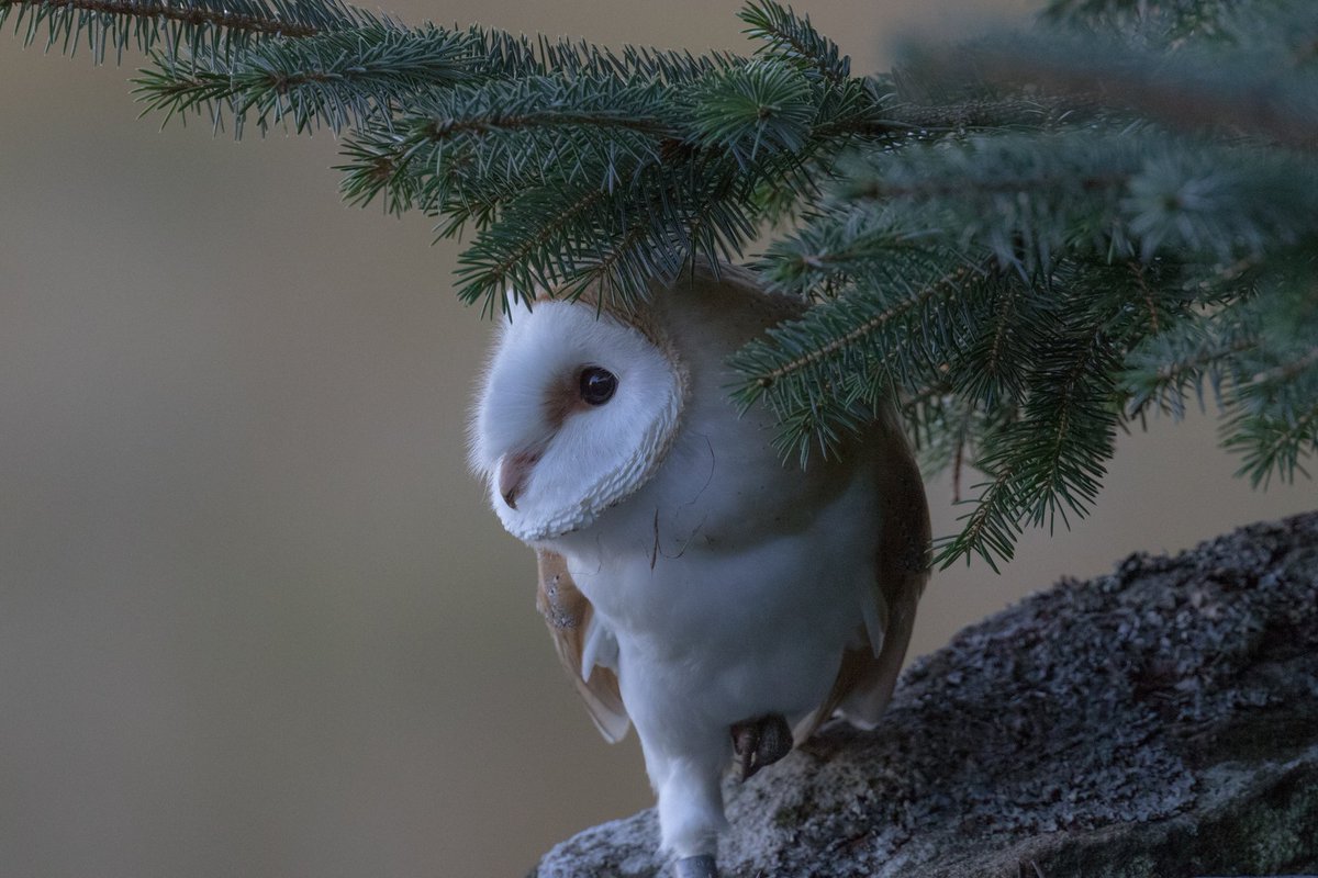 RT @Birtylad: Another night photographing this photogenic barn owl @birdsofprey_uk @wildlife_uk @CanonUKandIE