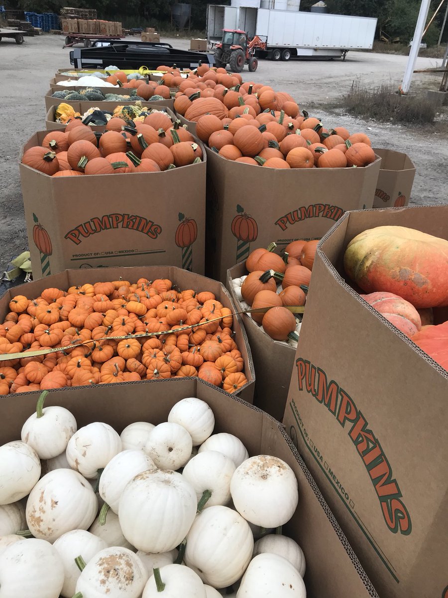 BellwetherBarn's tweet photo. Pumpkin Time #bellwetherbarn  #fallblast https://t.co/nUw3nH7HYX