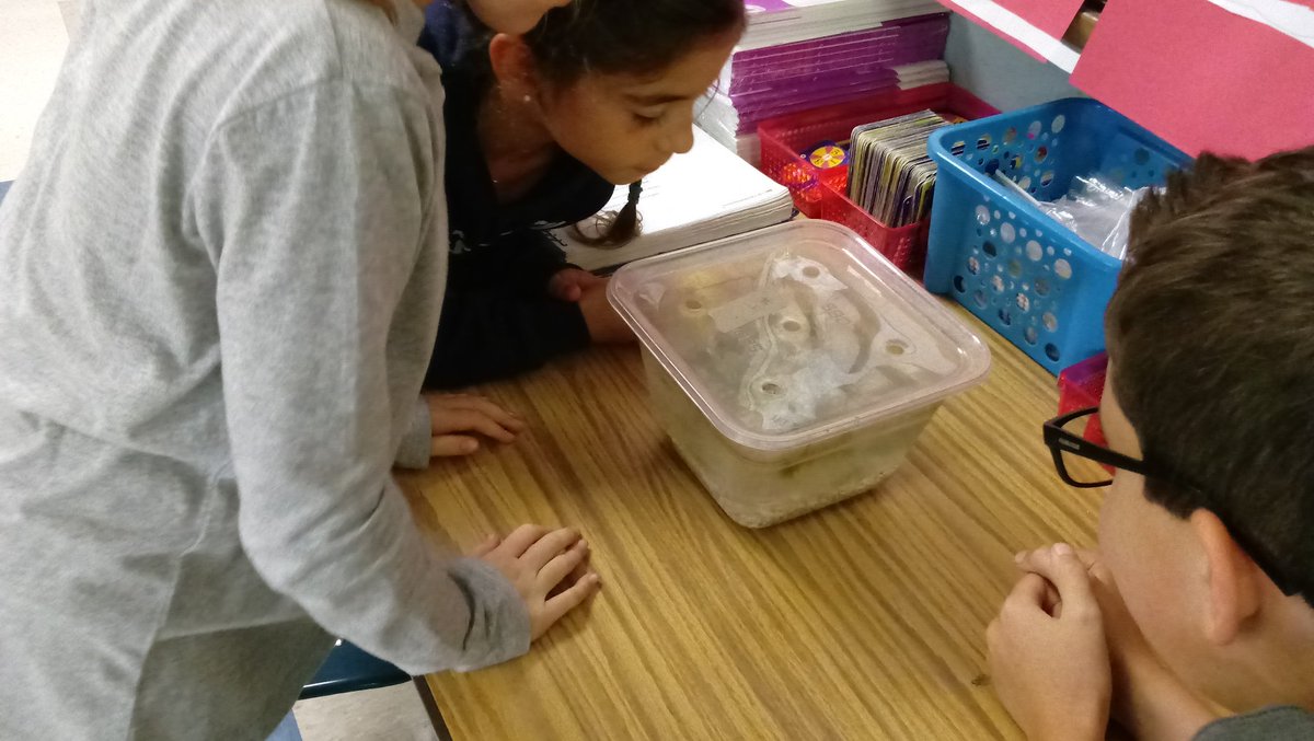 WrightstownGr4's tweet photo. Gettin' froggy wit it!  We are jumping with excitement over our first animals to study. https://t.co/RZwTNP05DW